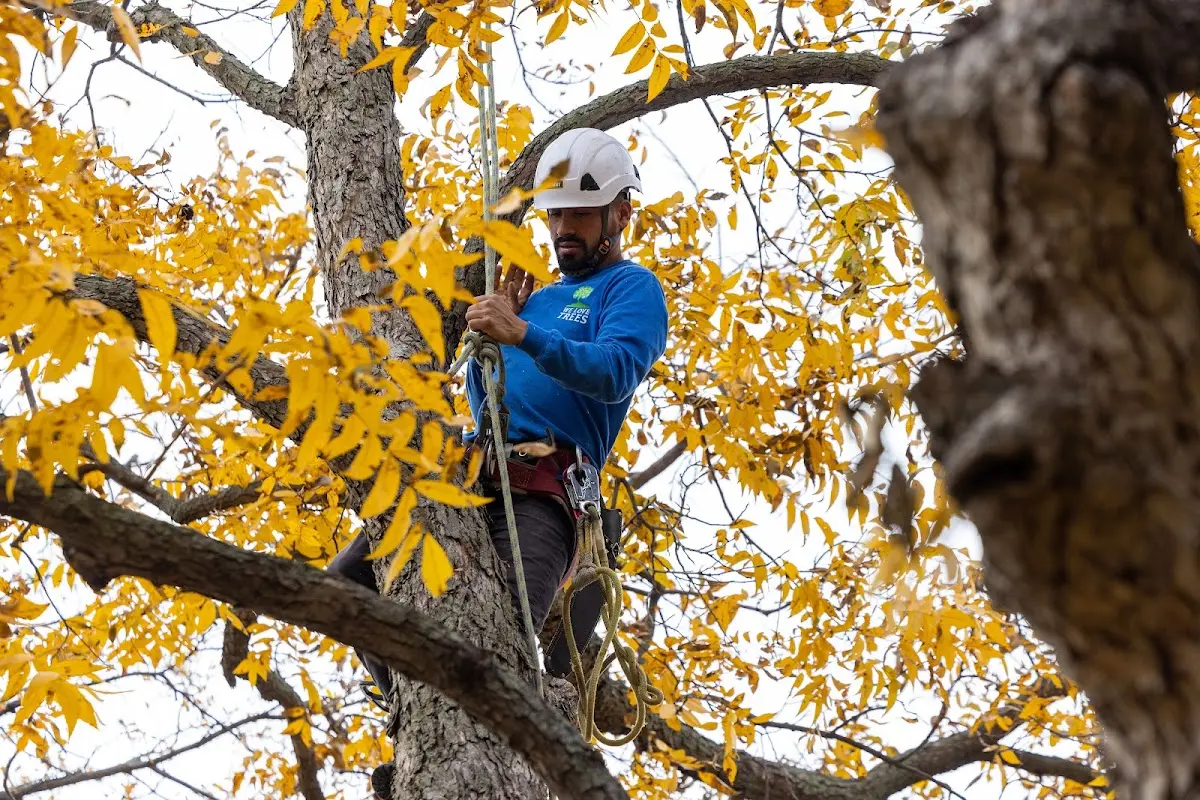 Skilled Tree Trimming crew working in Somerset